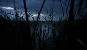 Pre-dawn wetland ambience PE